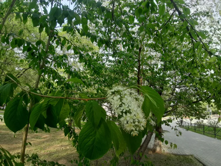 Днем в Амурской области 16 мая по северо-востоку кратковременные дожди с грозой