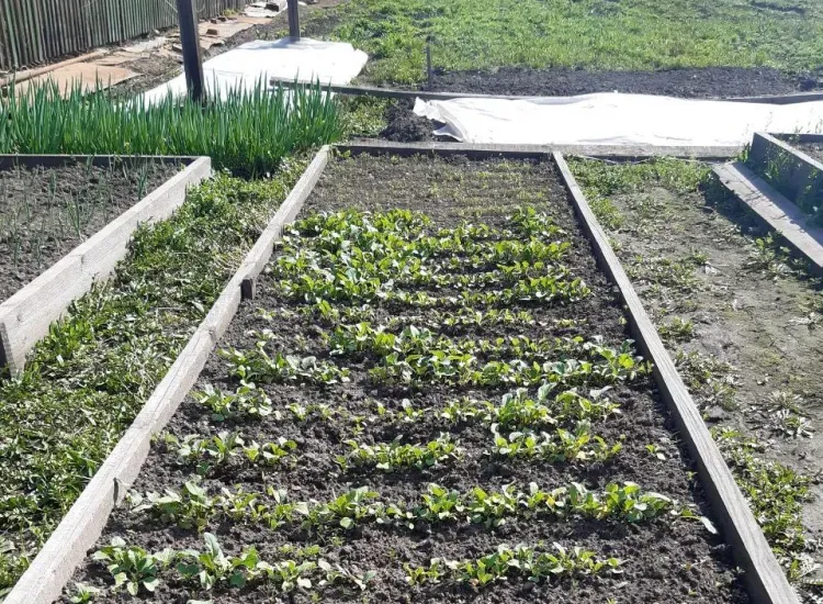 Мавра Рассадница, Мавра Молочница, Мавра Зеленые щи: «В зеленые щи крапиву ищи»