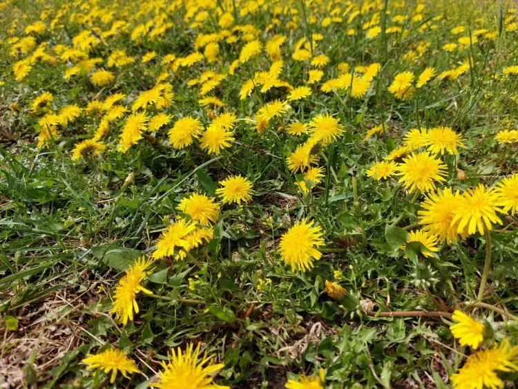 Днем в Амурской области 17 мая по северу небольшие и умеренные осадки, по югу преимущественно без осадков