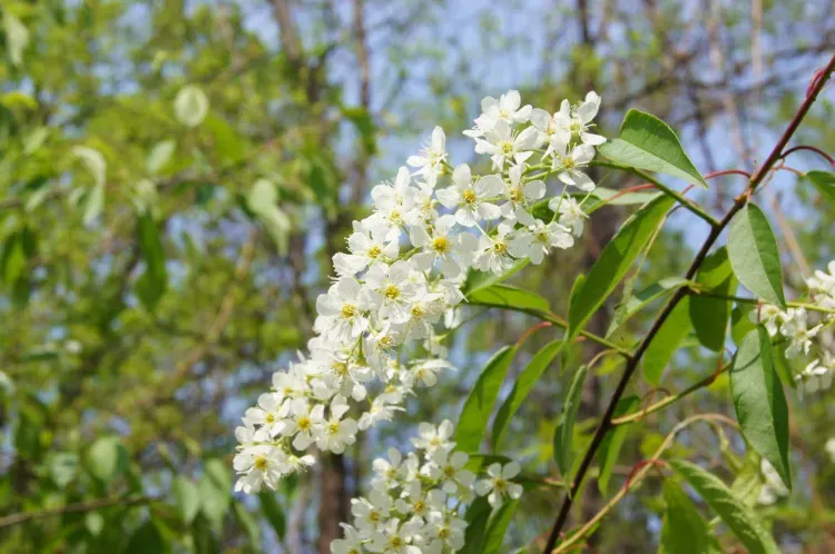 Днем в Амурской области 18 мая переменная облачность, в отдельных районах небольшой дождь