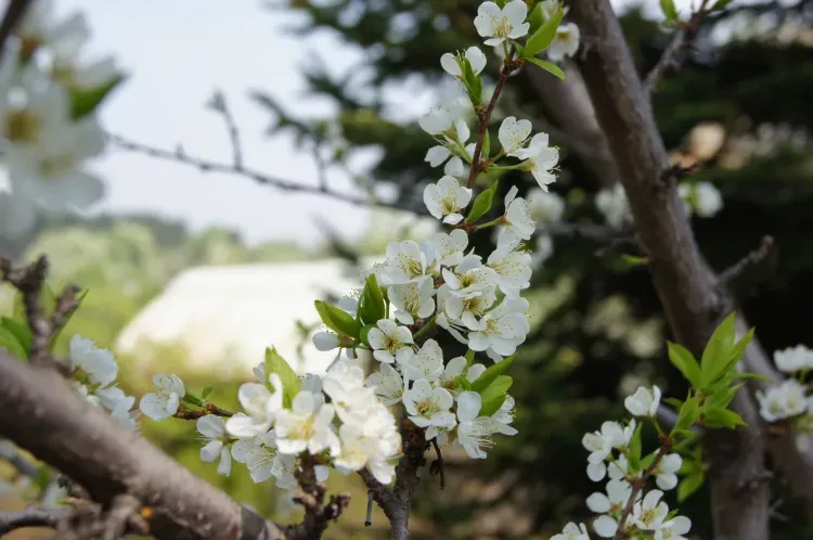 Днем в Амурской области 20 мая по южным и центральным районам кратковременный дождь, гроза