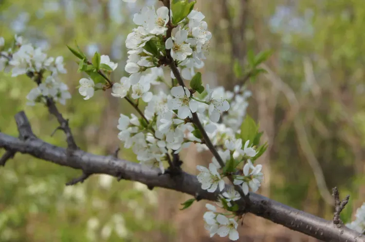 Днем в Амурской области 24 мая местами по северным и центральным районам кратковременный дождь