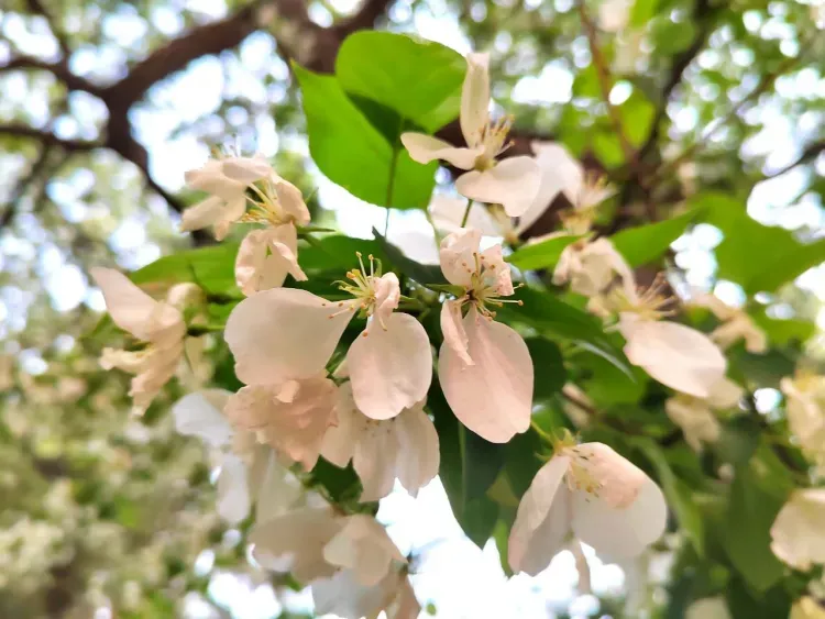 Днем в Амурской области 30 мая местами на севере кратковременные дожди, днем с грозой