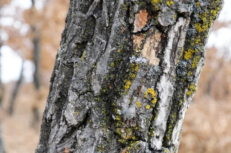 Федот Овсяник, Семь дев: «Придет Федот - последний дуб лист развернет»