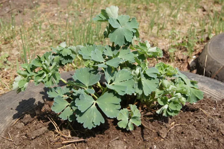 Днем в Амурской области 1 июня местами по северным и юго-восточным районам кратковременный дождь, гроза