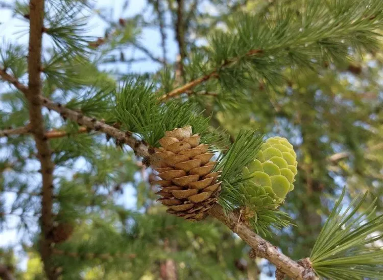 Ель в парке Благовещенска высадил путешественник из Малайзии 