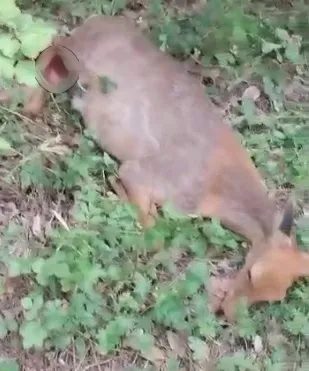 Соцсети: собаки разорвали беременную косулю в Зее