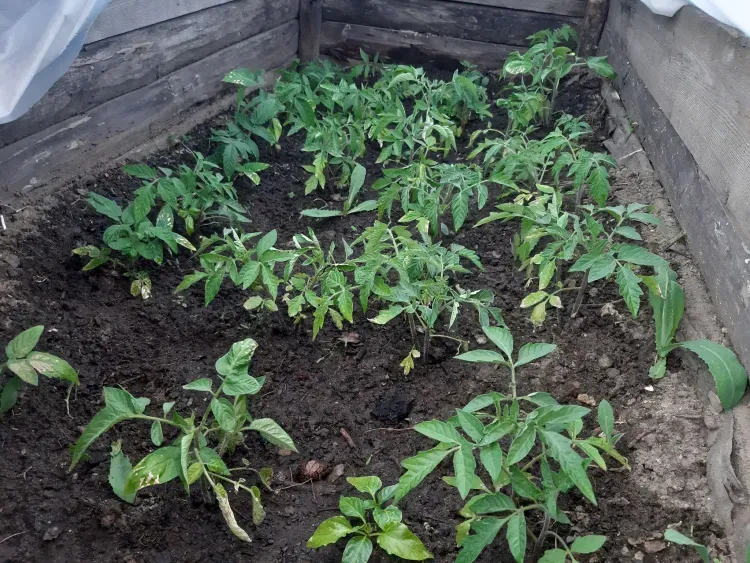 Опасную рассаду из Китая пытались ввезти в Амурскую область 