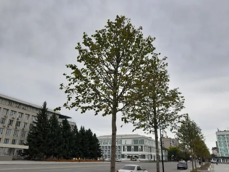 Днем в Амурской области 15 июня в отдельных районах кратковременный дождь, гроза