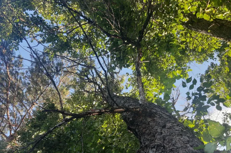 Ребенка привлекли к охоте на изюбря браконьеры в Магдагачинском районе