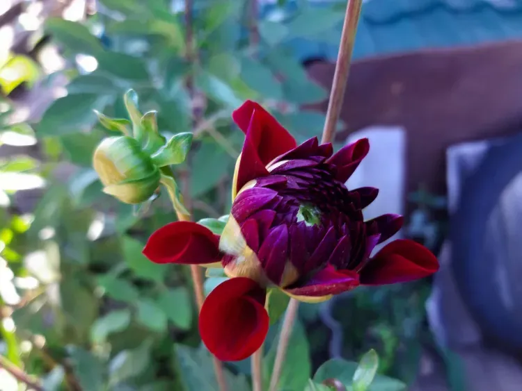 Днем в Амурской области 22 июня местами по северу кратковременный дождь