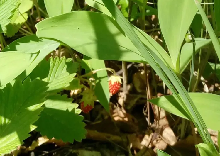 Днем в Амурской области 23 июня местами кратковременный дождь с грозой