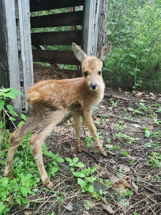 Детеныш косули поселился в природном парке Благовещенского округа 