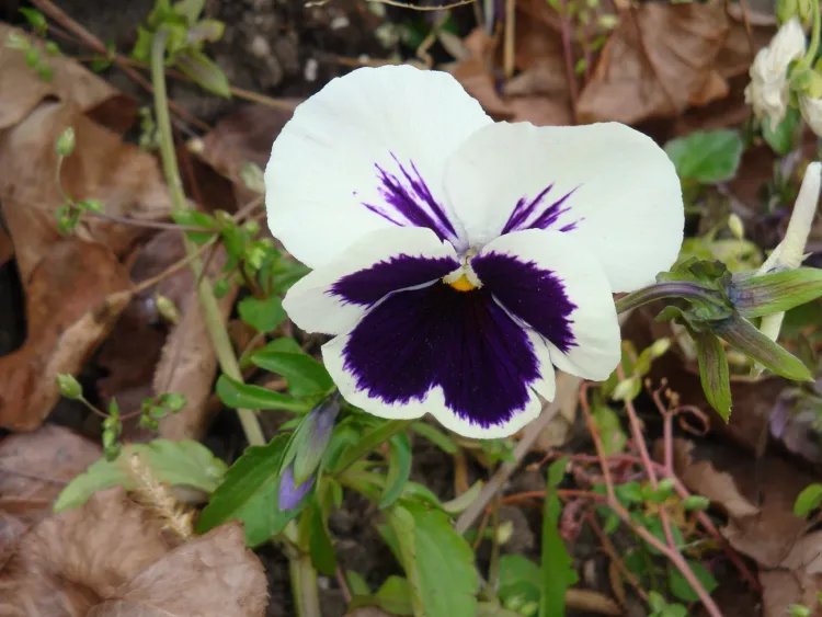 Днем в Амурской области 5 июля переменно, в отдельных районах кратковременный дождь, гроза