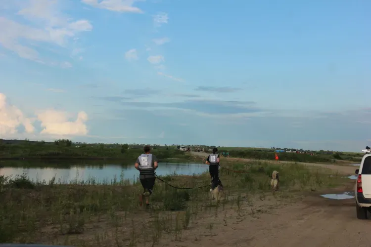 Собаководы со своими питомцами пробежали экстремальный каникросс в Приамурье
