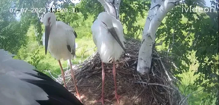 Жителей Амурской области просят не забирать аистов в сезон первых вылетов