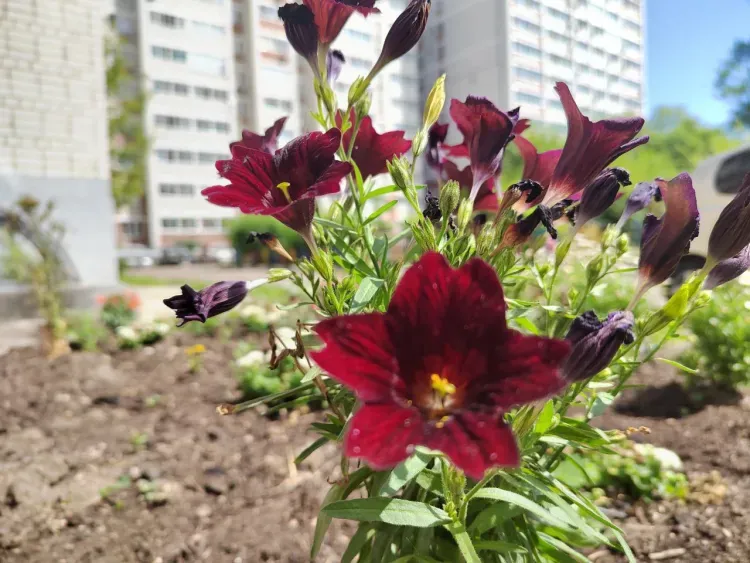 Днем в Амурской области 18 июля в отдельных районах кратковременный дождь с грозой