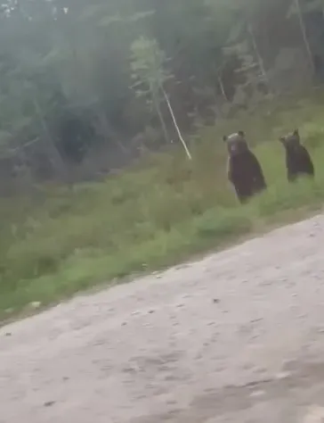 Двух медведей сняли на видео недалеко от Тынды