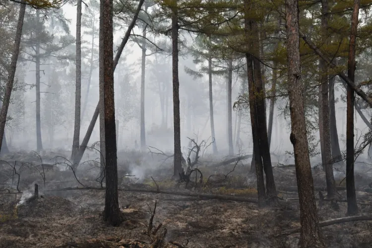 Все природные пожары потушили в Селемджинском районе