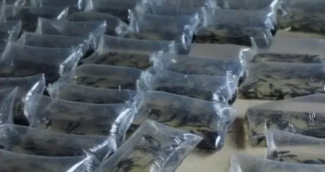 Китайские чиновники выпустили в Амур мальков осетра и калуги