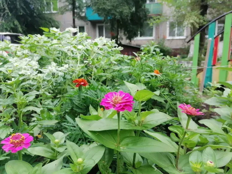 Днем в Амурской области 4 августа в отдельных районах области кратковременный дождь, гроза