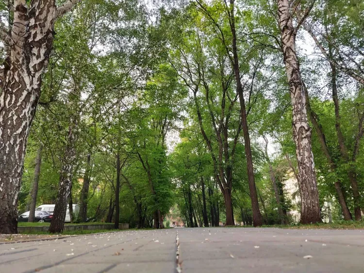 Жителей Амурской области призвали отказаться от побелки деревьев