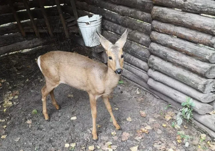 Приемной мамой для детеныша косули стала на время амурчанка