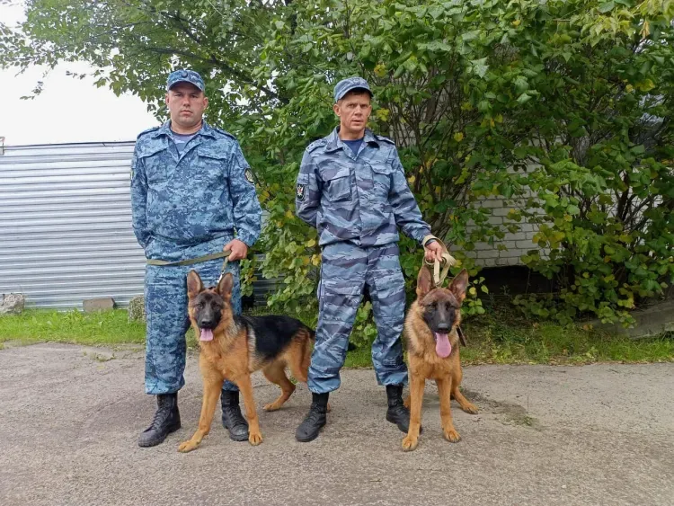 Щенки из приморского питомника будут нести службу в СИЗО Благовещенска