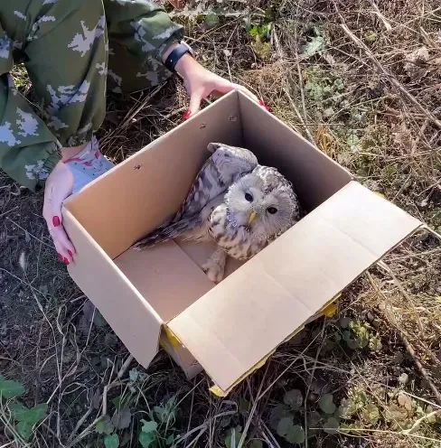 В Благовещенске спасли сову, загнанную стаей сорок