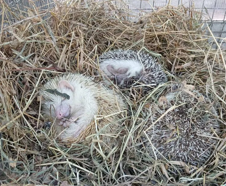 Совы, страусы и сурикаты поселились на «дальневосточном гектаре» в Амурской области