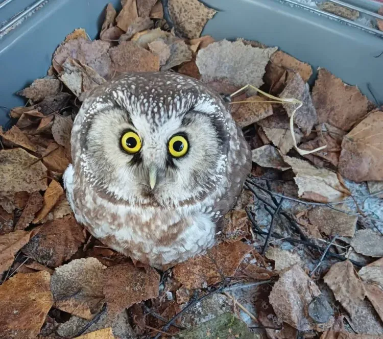 Совы, страусы и сурикаты поселились на «дальневосточном гектаре» в Амурской области