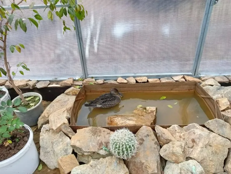 Совы, страусы и сурикаты поселились на «дальневосточном гектаре» в Амурской области