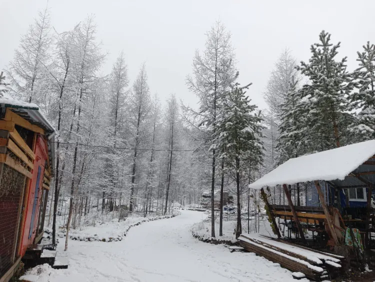 Совы, страусы и сурикаты поселились на «дальневосточном гектаре» в Амурской области