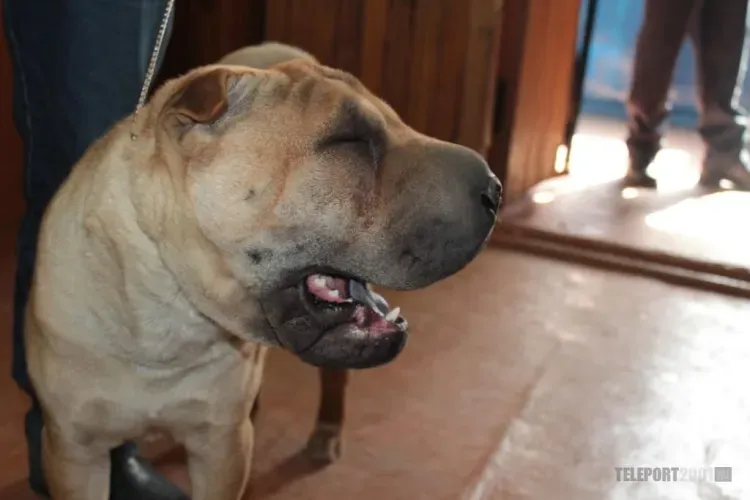 Владельцев агрессивных собак начали штрафовать в Амурской области