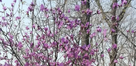 Рододендрон Шлиппенбаха из Красной книги впервые повторно зацвел в Приморье