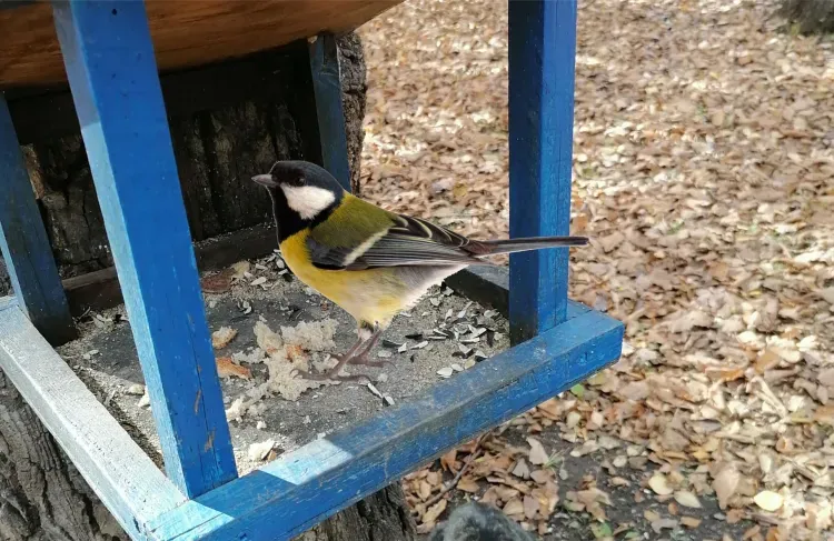 Синичкин день отмечают в России по инициативе Союза охраны птиц