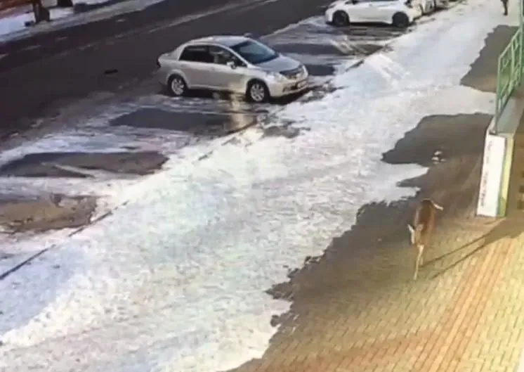 Спасти неуловимую косулю могут жители Благовещенска за 20 литров бензина