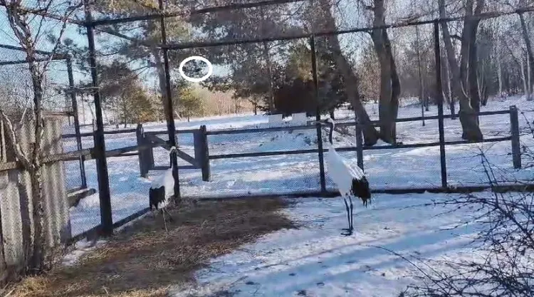 В Амурской области японский журавль наказал чужака за попытку воровства