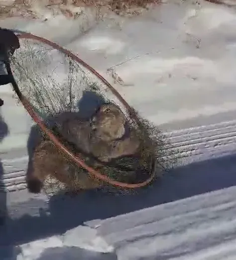 Рысь забралась в подвал дома в Шимановске