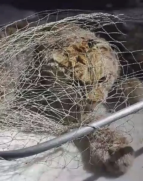 Рыси-подростки дважды за неделю посетили Шимановск