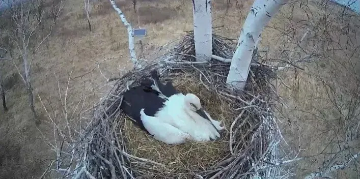 Жизнь семейства аистов в режиме онлайн увидят амурчане 