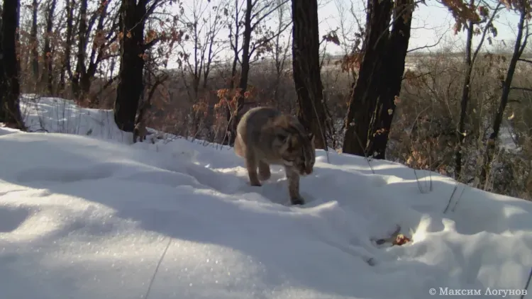 Семья лесных котов обосновалась в парке Амурской области