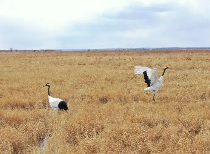 Знаменитая пара японских журавлей вернулась в Амурскую область