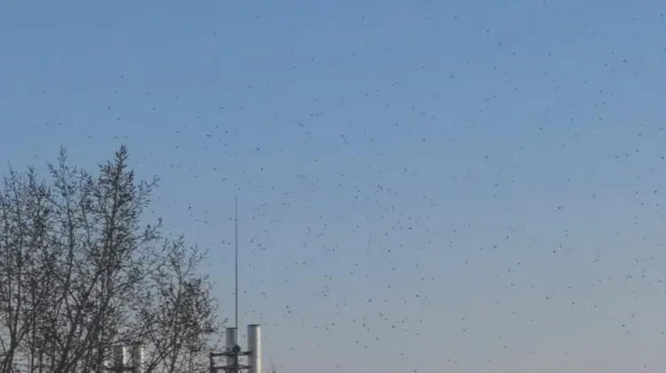 Тысячи птиц покинули Свободный после вынужденной остановки