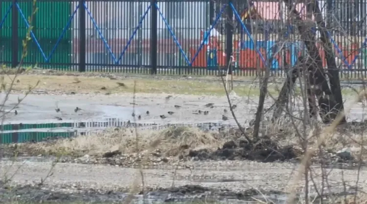 Тысячи птиц покинули Свободный после вынужденной остановки