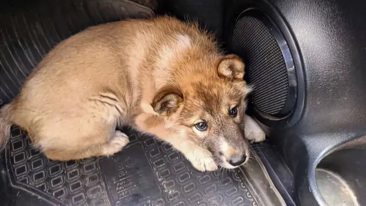 Щенка подарили приморцам взамен убитой тигром собаки