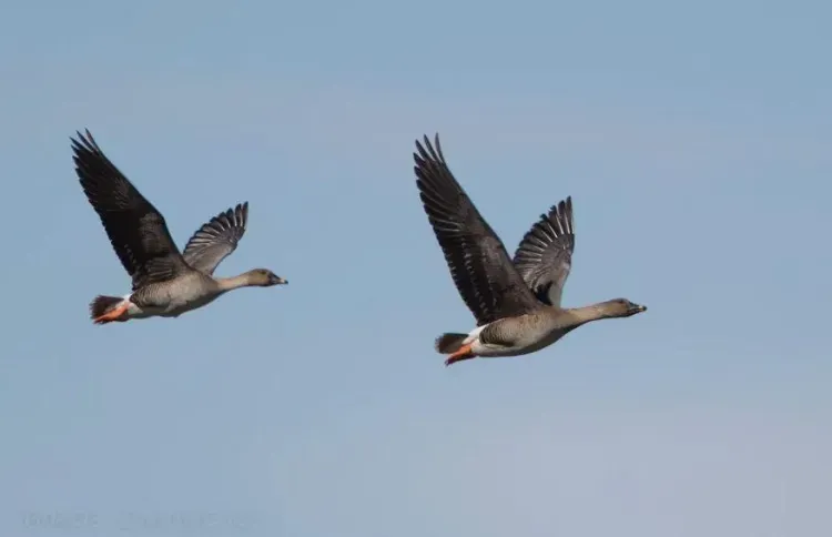 Охота на водоплавающую дичь открылась на севере Амурской области