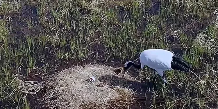 Птенцы вылупились у известных японских журавлей из Приамурья