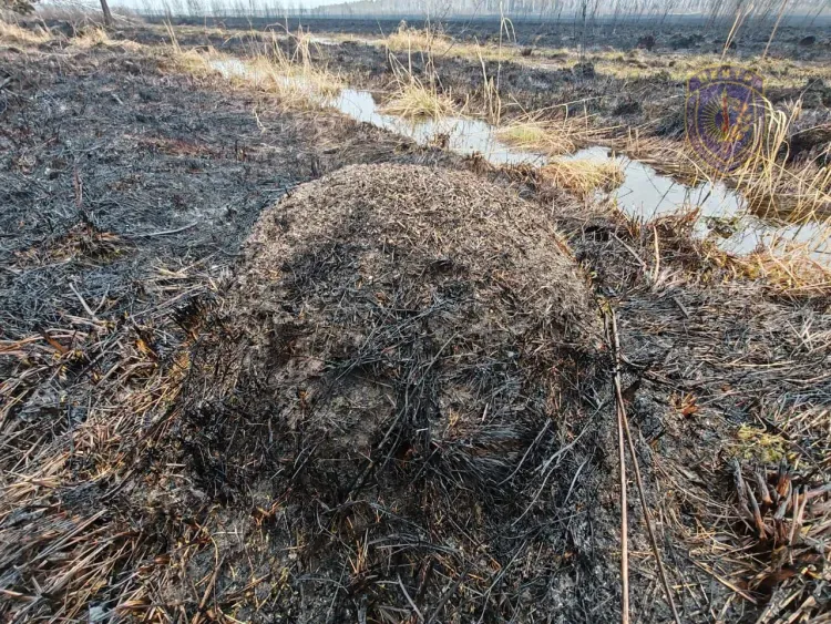 Детеныши косуль и лосей погибли в огне в Приамурье