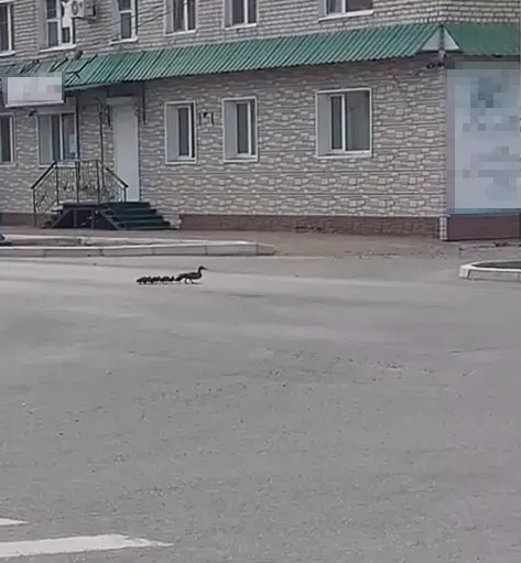 Птенцов у мамы-утки отобрали жители Амурской области